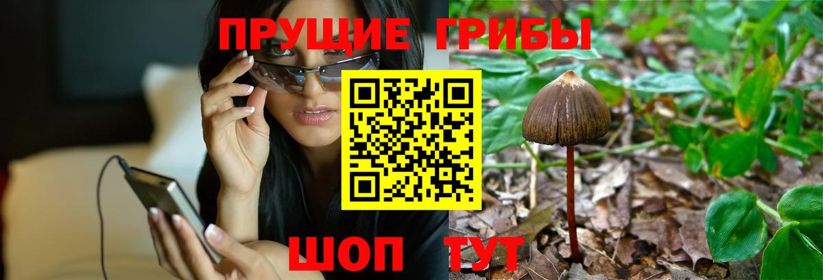 Галлюциногенные грибы Psilocybe  Вход с VPN  Волхов  Псилоцибиновые грибы прущие грибы 